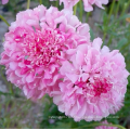 Top quality Bulk Garden flower Pincushion Seeds